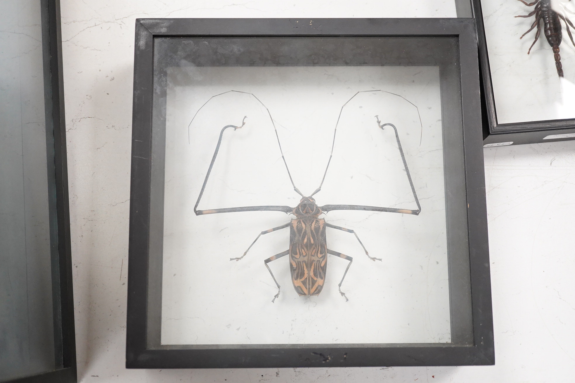 A collection of four cased taxidermy insects; the male and female Atlas Moths, 38.5cm x 31cm x 5.5cm, a Praying Mantis, a Harlequin beetle, and a Scorpion, all mounted in black painted frames, with glazed front and back